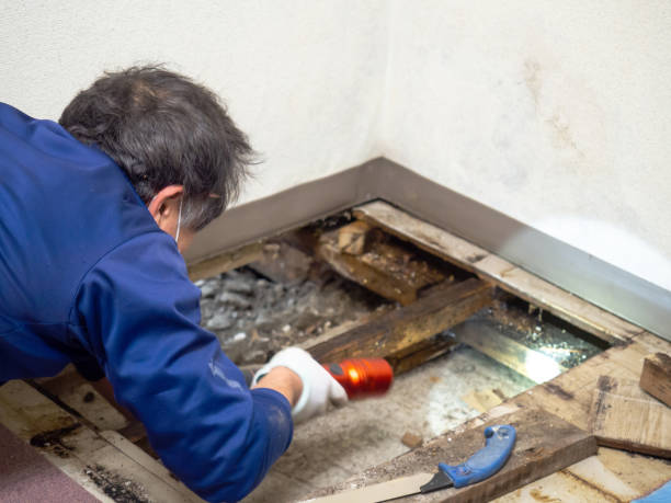 Best Office Mold Removal Services  in Carbondale, KS