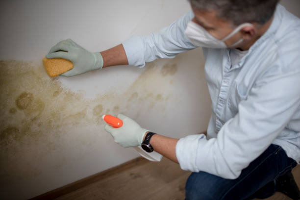 Best Toxic Mold Removal  in Carbondale, KS