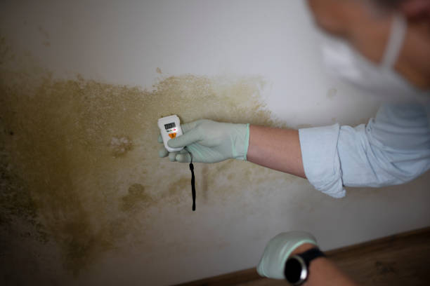 Best Mold Testing  in Carbondale, KS
