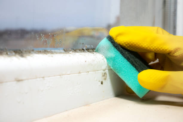 Best Mold Testing  in Carbondale, KS