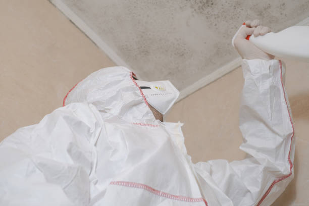 Best Black Mold Removal  in Carbondale, KS