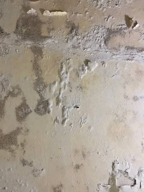Certified Mold Removal in Carbondale, KS