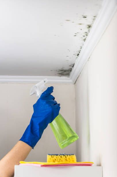 Professional Mold Removal in Carbondale, KS