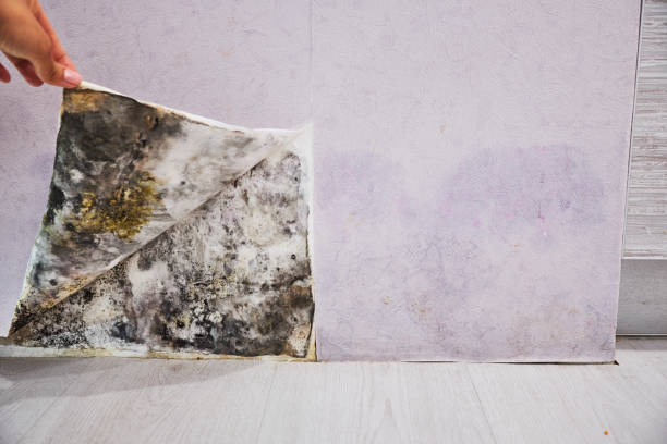 Best Emergency Mold Removal  in Carbondale, KS